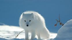 Песец (полярный лис): виды, повадки и образ жизни